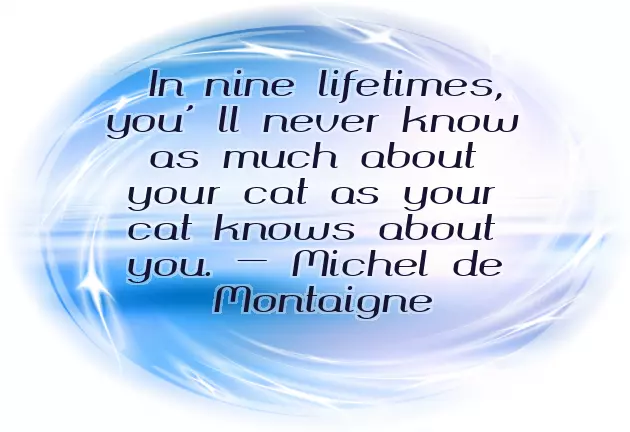 Birthday Wishes For Cat Birthday Wishes For Cat