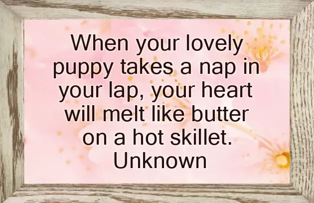 Congratulations On Your New Dog Congratulations On Your New Dog