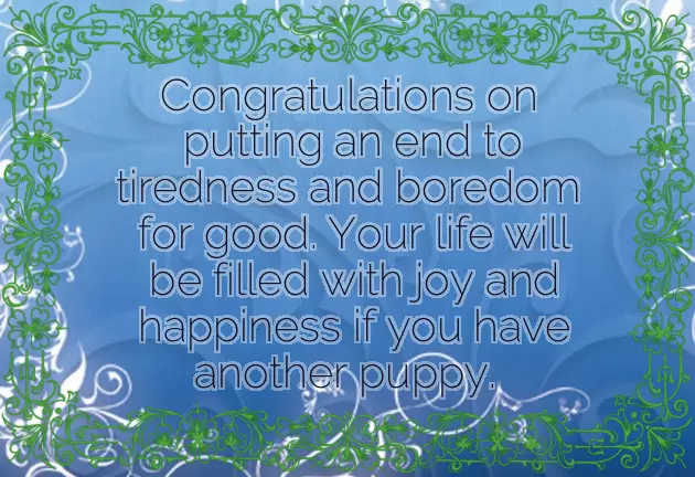 Congratulations On Your New Pet Congratulations On Your New Pet