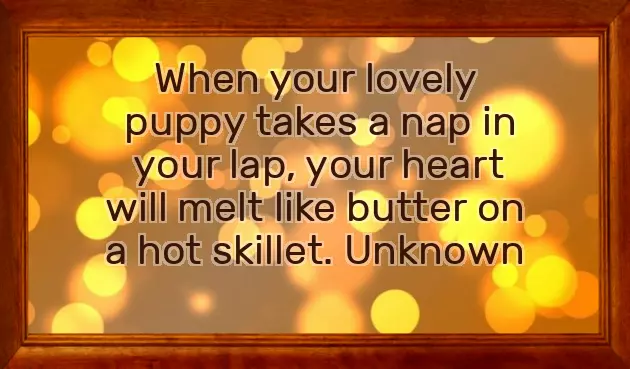 Congratulations On Your New Pet Congratulations On Your New Pet