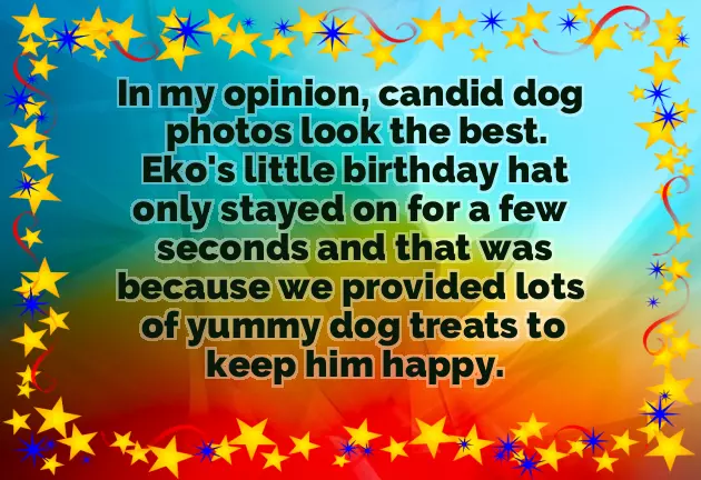 Happy Birthday Dachshund Happy Birthday Dachshund