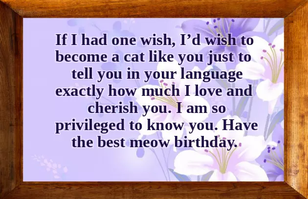 Birthday Wishes For Cats Birthday Wishes For Cats