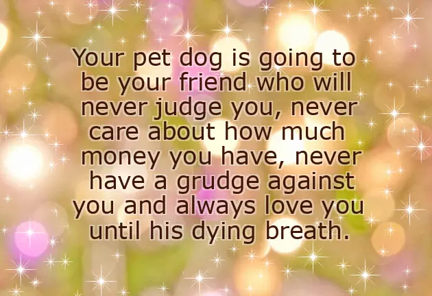 Congratulations On Your New Pet Congratulations On Your New Pet