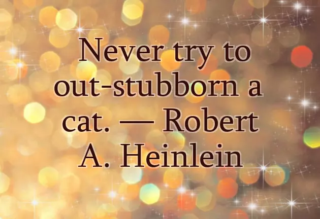 Birthday Wishes For Cat Birthday Wishes For Cat