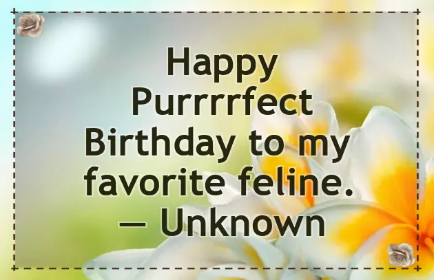 Birthday Wishes For Cat Birthday Wishes For Cat