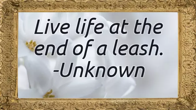 Walking Quotes Walking Quotes