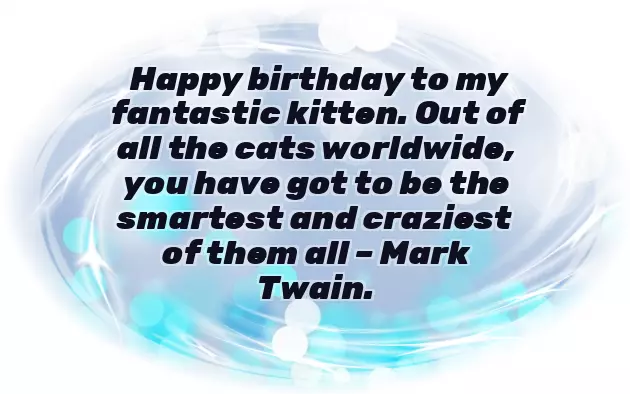 Funny Cat Birthday Wishes Funny Cat Birthday Wishes