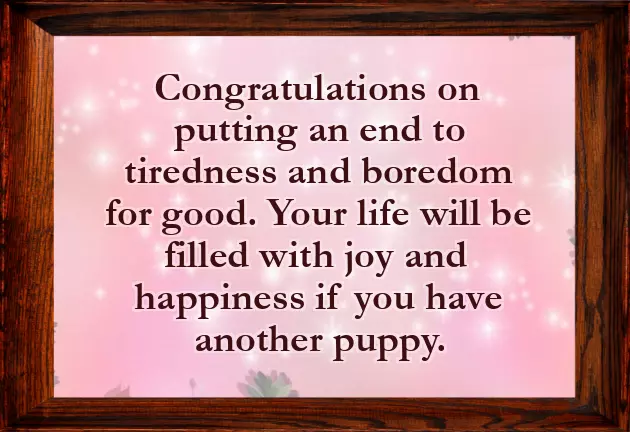 Congrats On Your New Puppy Congrats On Your New Puppy
