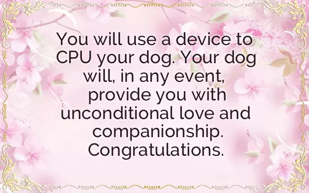 Congrats On Your New Puppy Congrats On Your New Puppy