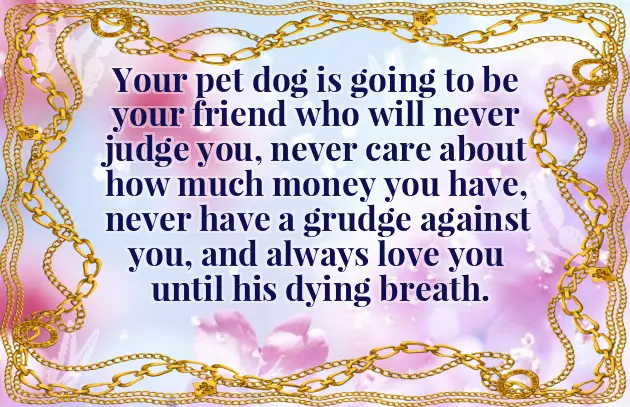 Congratulations On Your New Dog Congratulations On Your New Dog