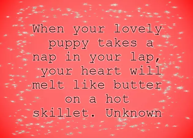 Congratulations On New Dog