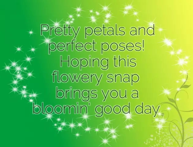 Short Flower Quotes Short Flower Quotes